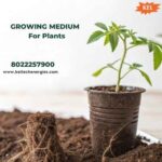Choosing the Right Growing Medium for Plants at Home