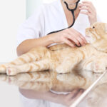 How to Help Your Pet Recover from a Traumatic Event: Managing Shock and Stress